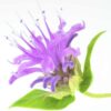 bergamot-seed