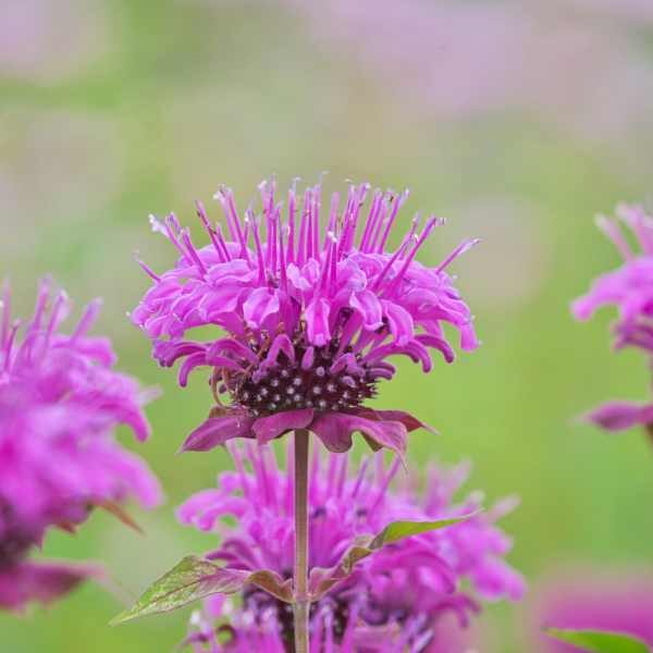 bergamot-seed2 bergamot-seed2