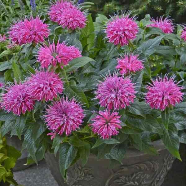 bergamot-wild-seeds-5 bergamot-wild-seeds-5
