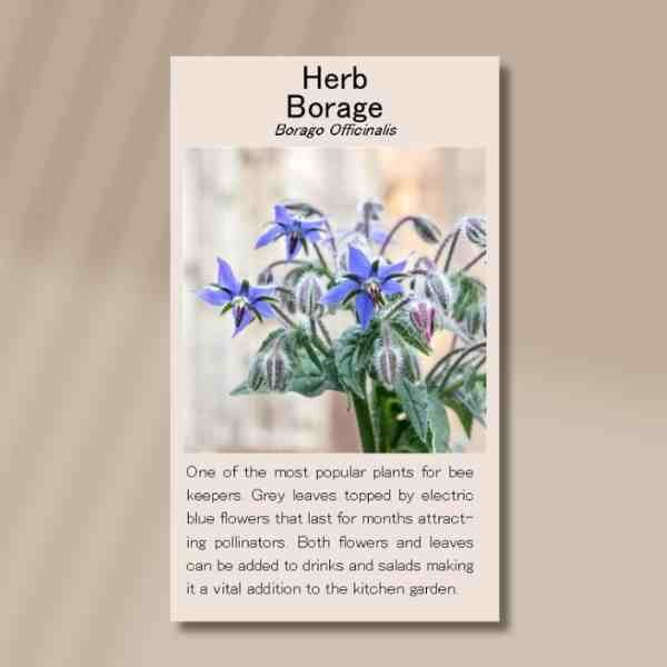 borage-back borage-back