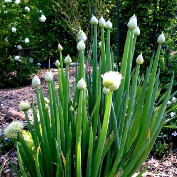 bunching-onion-ishikura-seeds