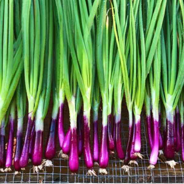 bunching-onion-red-beard-seeds-1