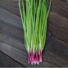 bunching-onion-red-beard-seeds-3