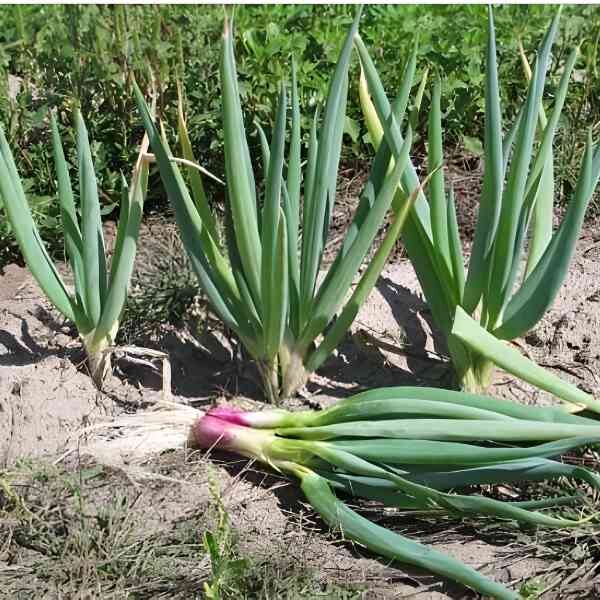 bunching-onion-red-beard-seeds-4 bunching-onion-red-beard-seeds-4