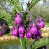 comfrey-seeds-2