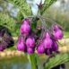 comfrey-seeds-2