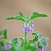 comfrey-seeds-3