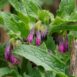 comfrey_seeds