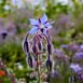 herb-borage-seeds-1