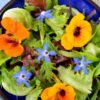 herb-borage-seeds-2