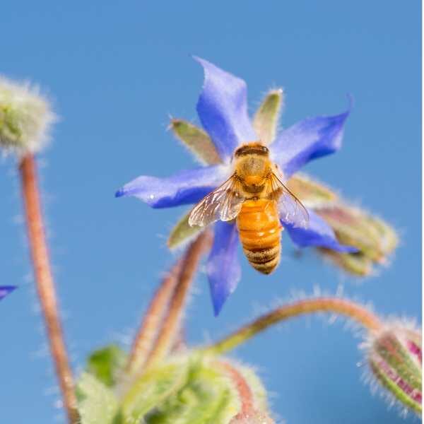 herb-borage-seeds-3 herb-borage-seeds-3