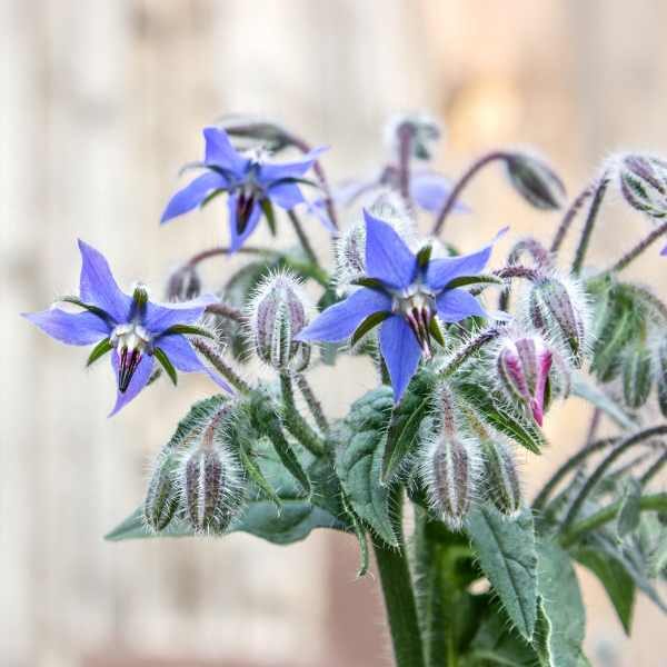 herb-borage-seeds