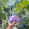 kohl-rabi-purple-vienna-seeds