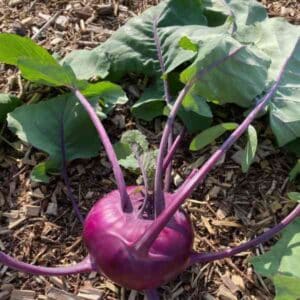 kohl-rabi-purple-vienna-seeds-2