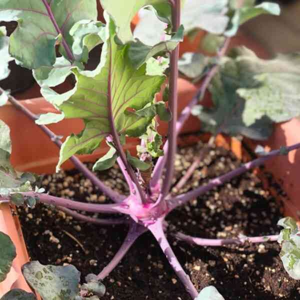 kohl-rabi-purple-vienna-seeds-3 kohl-rabi-purple-vienna-seeds-3