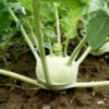 kohlrabi-white-vienna-seeds-1