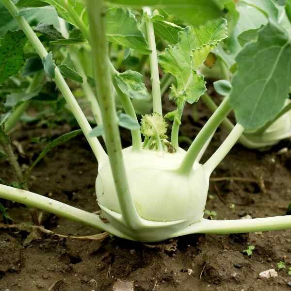 kohlrabi-white-vienna-seeds-1 kohlrabi-white-vienna-seeds-1