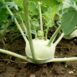 kohlrabi-white-vienna-seeds-1