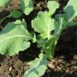 kohlrabi-white-vienna-seeds-2