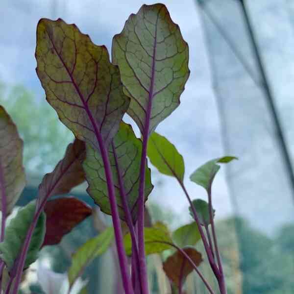 krpv-seeds-3 krpv-seeds-3