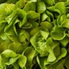 lettuce-butter-crunch-seeds-1