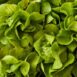 lettuce-butter-crunch-seeds-1