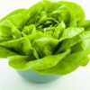 lettuce buttercrunch