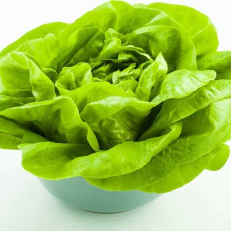 lettuce-buttercrunch-seed