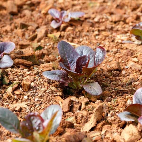 lettuce-rouge-d-hiver-seed-1 lettuce-rouge-d-hiver-seed-1