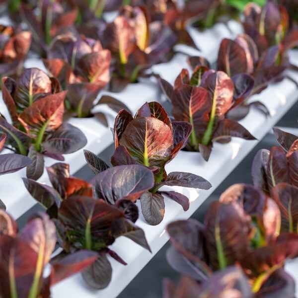 lettuce-rouge-d-hiver-seed-3 lettuce-rouge-d-hiver-seed-3