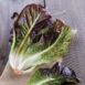 lettuce-rouge-d-hiver-seed