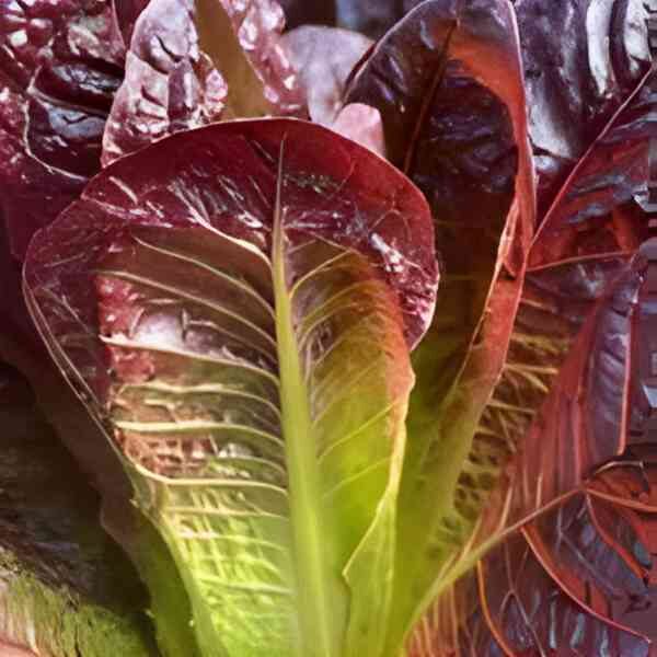 lettuce-rouge-d-hiver-seeds-6