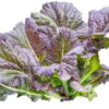 mustard-green-osaka-purple-seeds-2