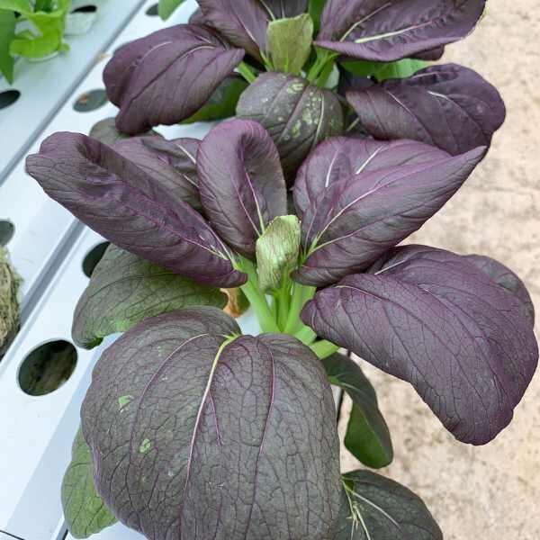 mustard-green-osaka-purple-seeds-3 mustard-green-osaka-purple-seeds-3