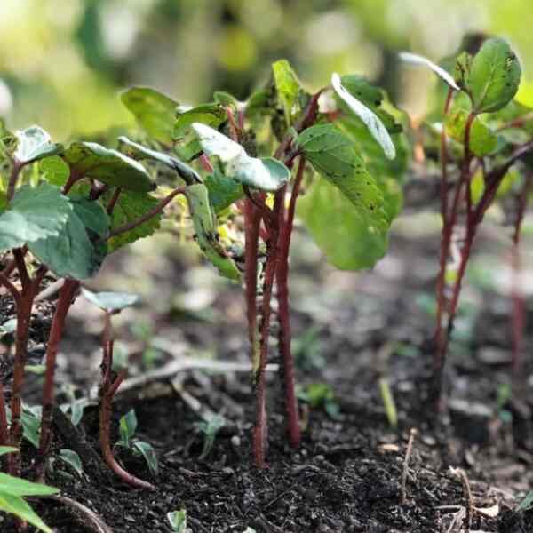 okra-burgundy-seeds-3 okra-burgundy-seeds-3