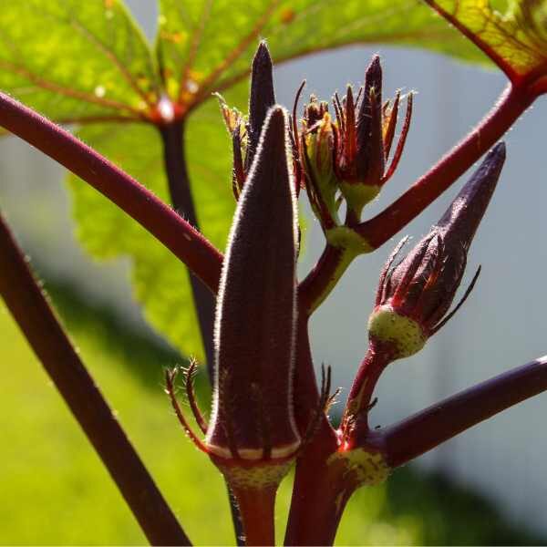 okra-burgundy-seeds