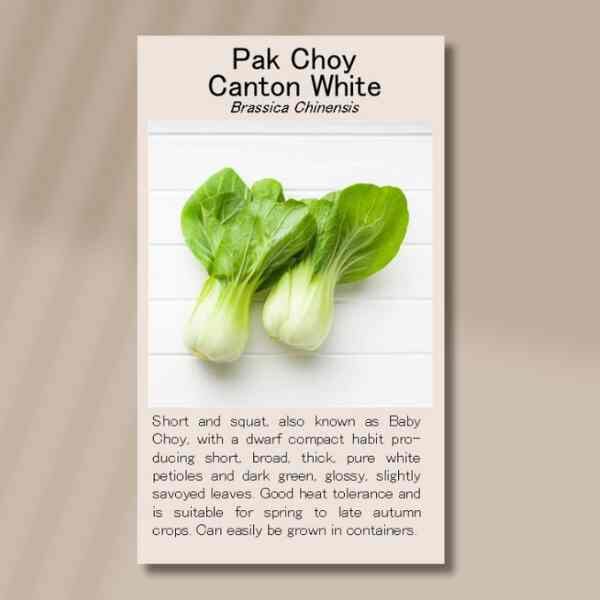 pak-choy-canton-white-seed-packet-front pak-choy-canton-white-seed-packet-front