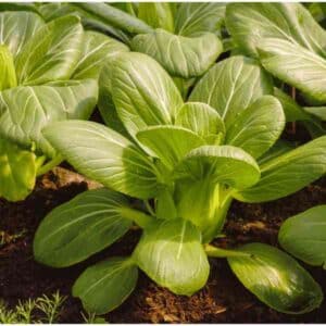 pak-choy-canton-white-seeds-1