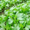 pak-choy-canton-white-seeds-2