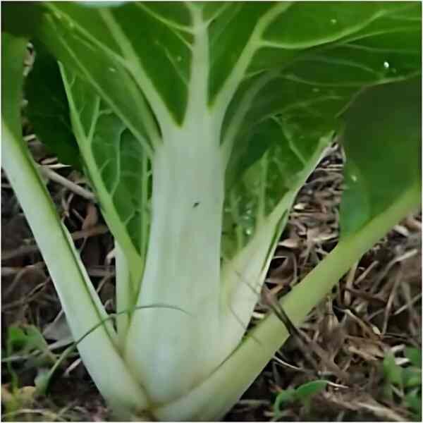 pak-choy-canton-white-seeds-3 pak-choy-canton-white-seeds-3