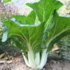 pak choy white stem growing in the ground at full size