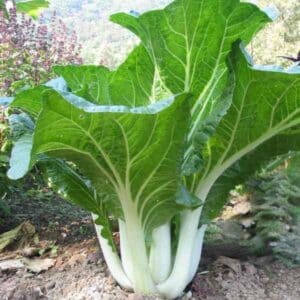 pak choy white stem growing in the ground at full size