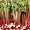 rhubarb-crimson-victoria-seeds-1