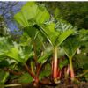 rhubarb-crimson-victoria-seeds