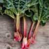 rhubarb-crimson-victoria-seeds-2