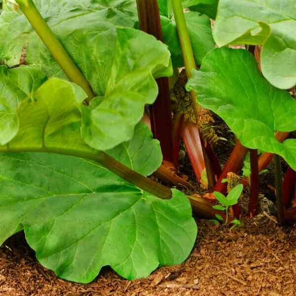 rhubarb-crimson-victoria-seeds-3 rhubarb-crimson-victoria-seeds-3