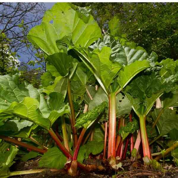 rhubarb-crimson-victoria-seeds