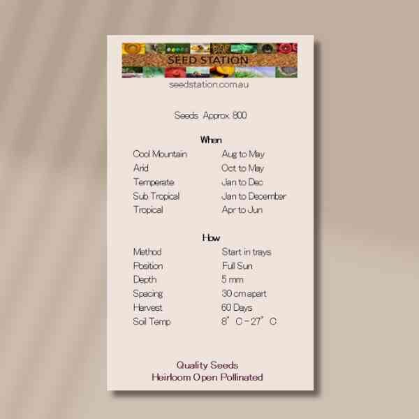 roge-d-hiver-back roge-d-hiver-back