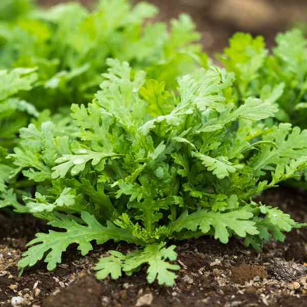 shungiku-seeds-2 shungiku-seeds-2