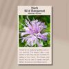 wild-bergamot-front